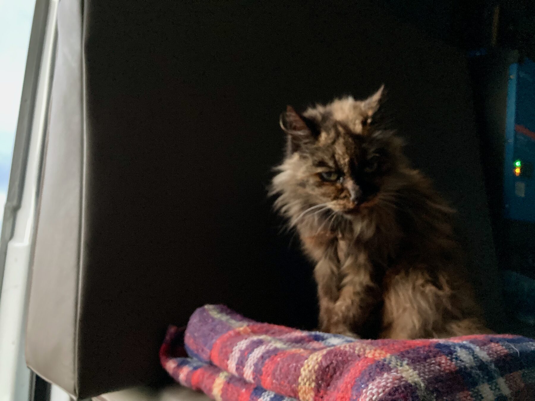 Le chat sur sa couverture