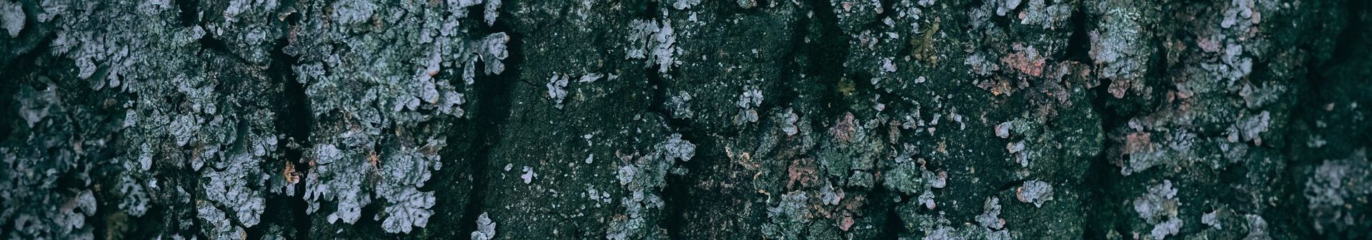 Lichen sur écorce sombre
