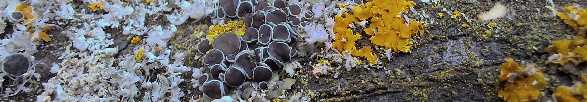 Lichen blanc et orange sur une branche